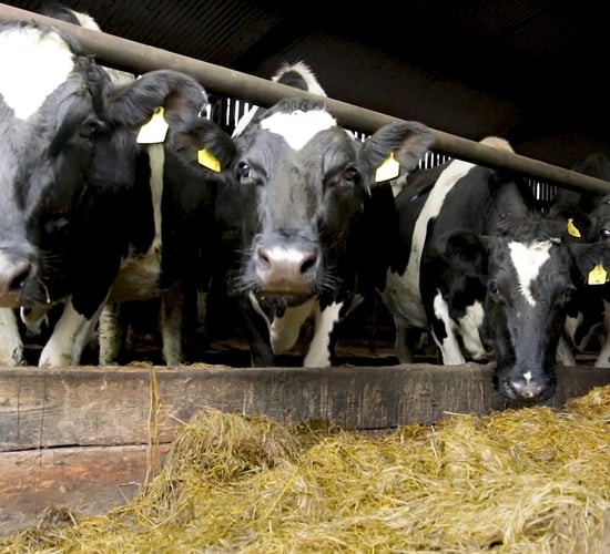 Stalemate continues between Kerry Co-op and shareholders
