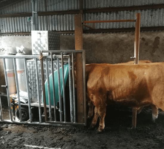 ICBF and Teagasc to tackle methane emissions from cattle