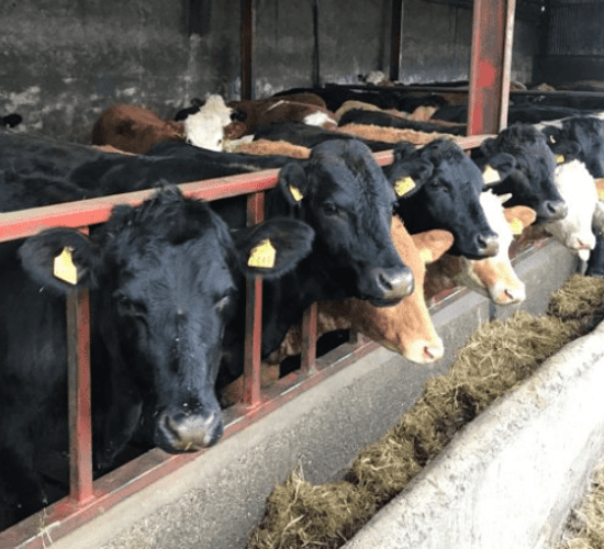 'Agriculture is the solution not the problem' - Senator Ian Marshall