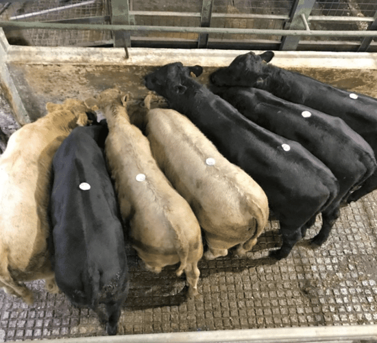 Mart trade: Prices steady as marts prepare to close up for Christmas