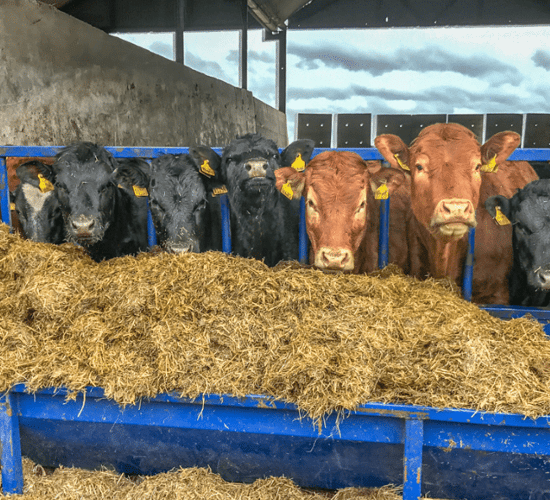 'Extend BEAM so farmers can apply in person at the 'Ploughing'' - IFA