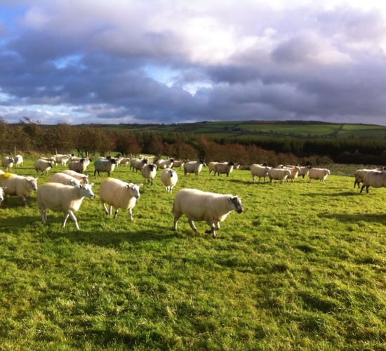 Thinking of winter shearing your ewe flock? Here are some points to note