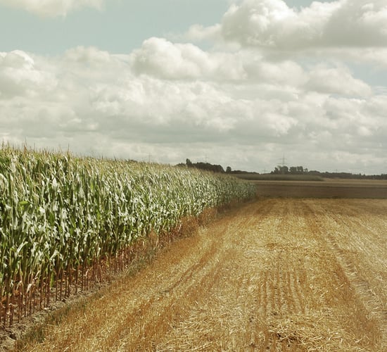 Global food commodity price index for December down 10%