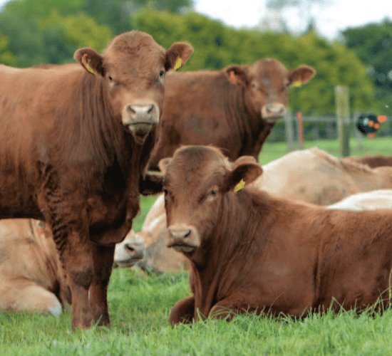 'It's hard for farmers to be green when they're in the red'