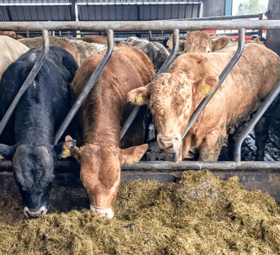 Revealed: 'Factory feedlot' contribution to Irish beef kill