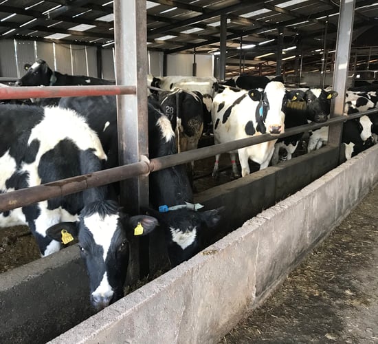 Further growth in Irish dairy production expected in 2019