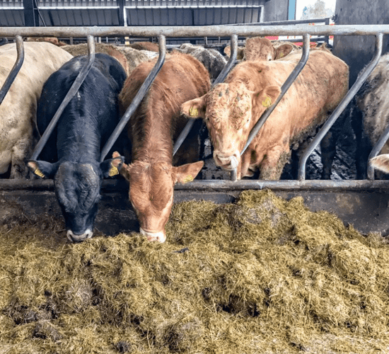 Chinese protein deficit presents opportunities for beef - commission