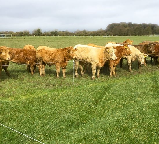 IFA and NFU livestock officers meet to discuss Brexit and beef