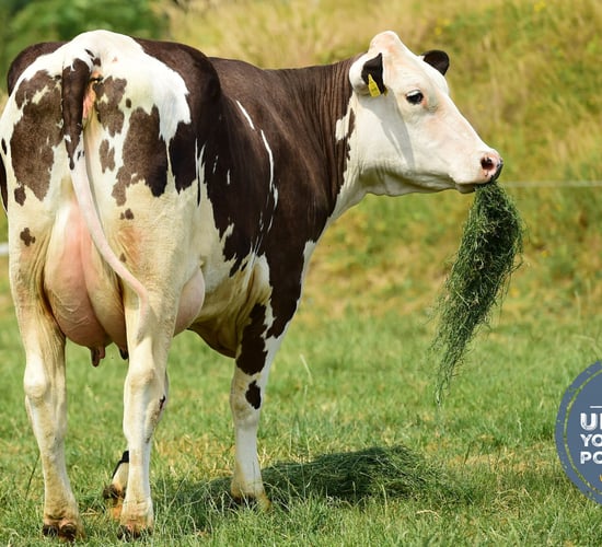 How will this Laois farm increase their Fleckvieh herd’s milk production by 13%?