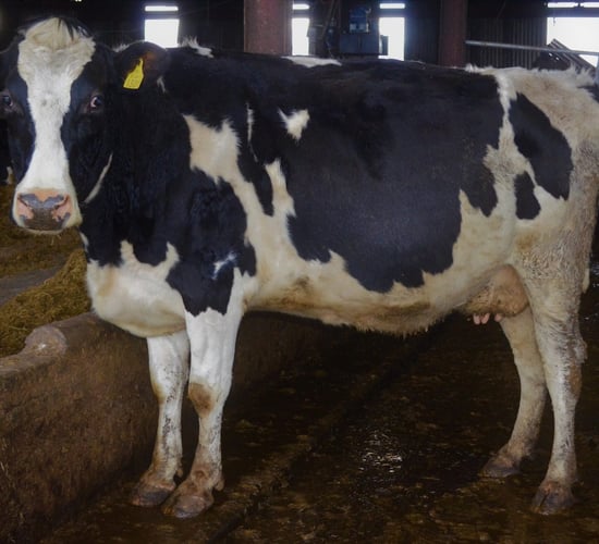 Details: 3 upcoming dairy clearance sales in Fermoy Mart