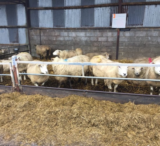 'It has been a challenging year for sheep farmers' - Teagasc's John Kelly