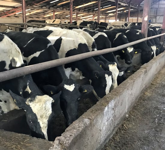 What can I do to prevent milk fever on my dairy farm this year?