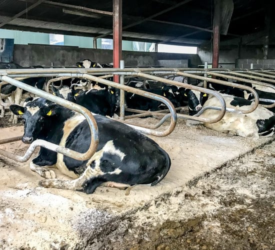 Dosing cows as they come in for the housing period