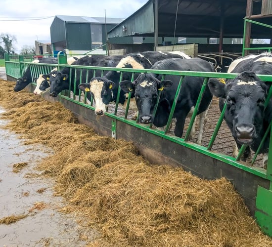 Managing negative energy balance for your autumn calving cow