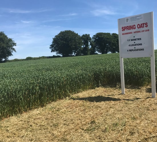 Spring oats seed set to be in demand as recommended list is published