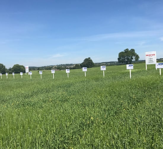 Big yield 'Prospect' at the top of the spring barley list