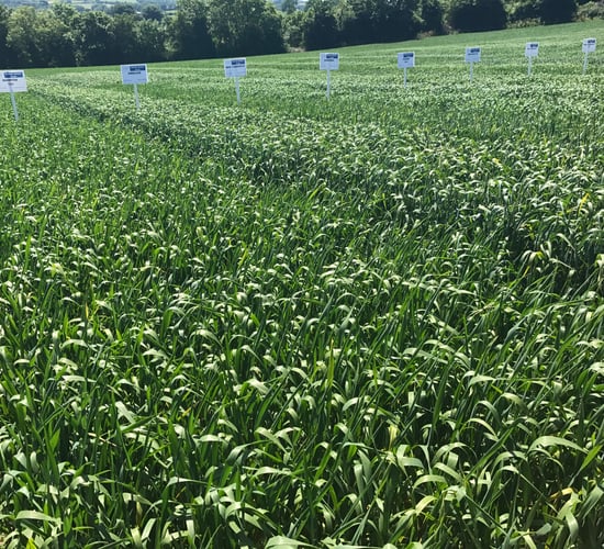 'Chilly' variety heats up the spring wheat list