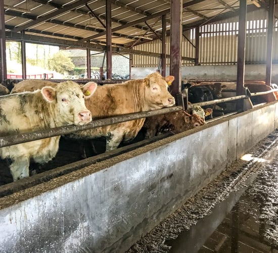 Beef trade: Cattle quotes still 'stuck in the mud'
