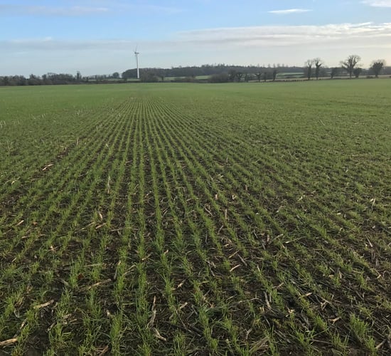 Tillage focus: No tillage and sheep controlling plant growth regulation
