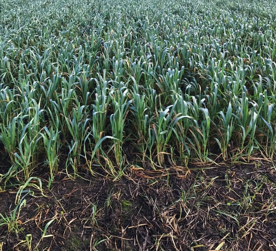 Armagh grower commits to growing winter crops only