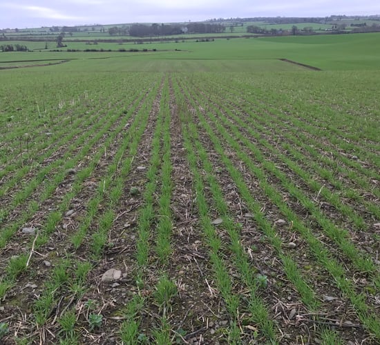 Tillage: Assessing establishment rates in winter cereals