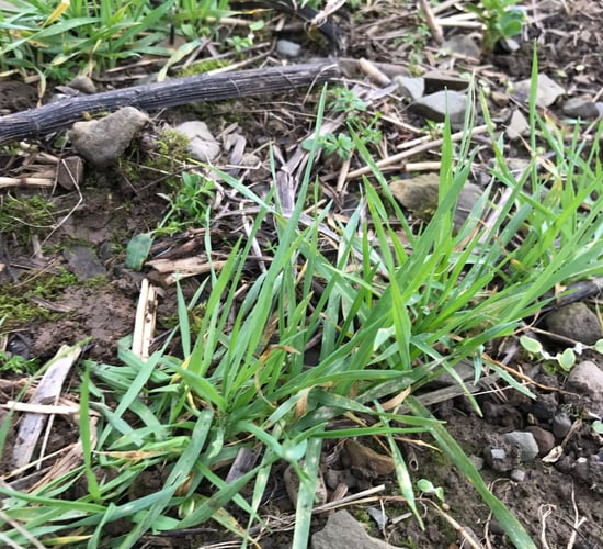 Mildew control: Tern makes a return