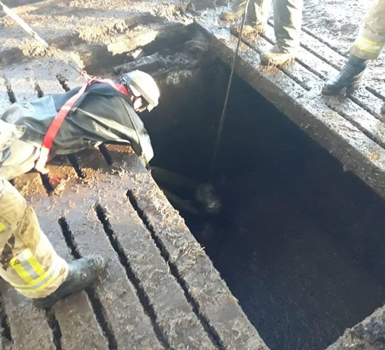 Firefighters spring stricken cattle from slurry tank