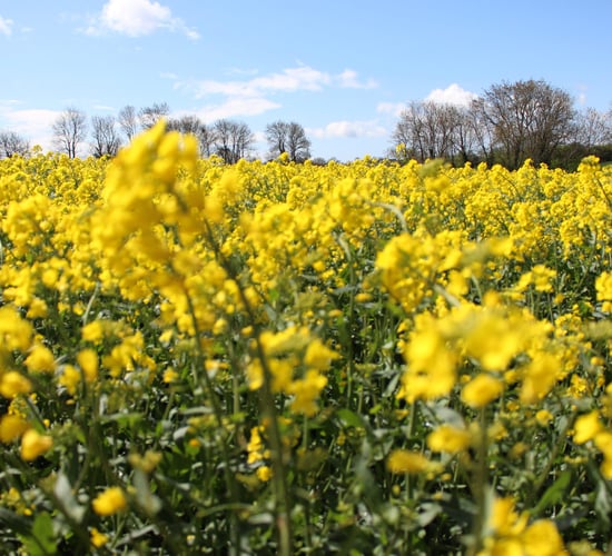 Winter oilseed rape 2025/2026: Don’t forget the challenge posed by club root