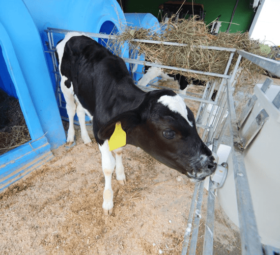 What should I feed my calves during the cold temperatures?