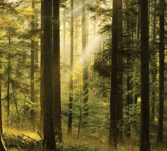 Budget 2025: €91 million to go towards forestry next year