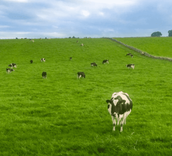 How this new feed additive is providing a solution for milk producers