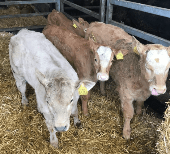 How many suckler and dairy calves were registered in 2018?