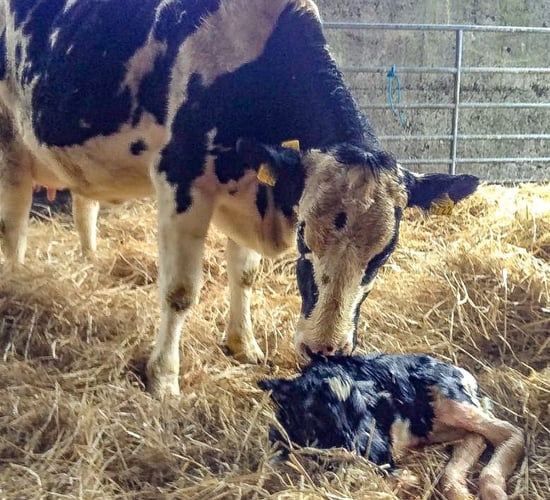Johne's disease: Good management and hygiene must be top of agenda