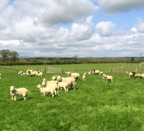 Nematodirus forecast issued by the department