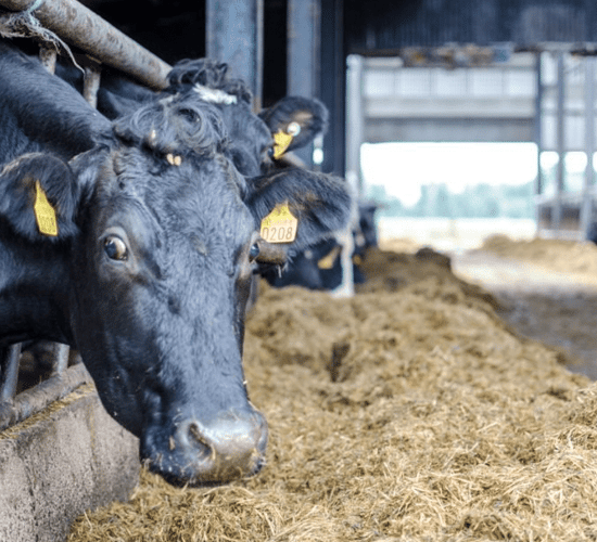 Which breed of cow is best suited to once-a-day milking?