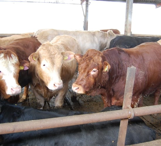 Creed urged to seek EU beef price intervention commitment