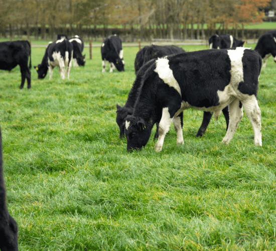 €4.7m in payments for Dairy Beef Welfare Scheme begin