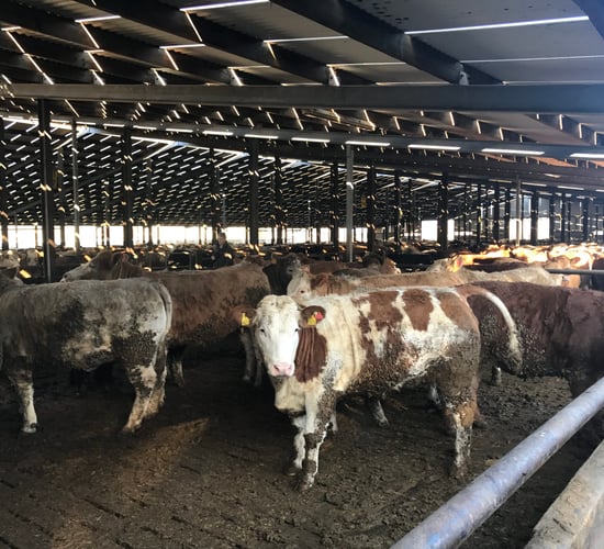 'Feedlot operations undermine Origin Green' - Beef Plan Movement