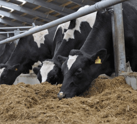 Initial 2019 dairy profit monitor results reveal a €150/ha increase in net profit