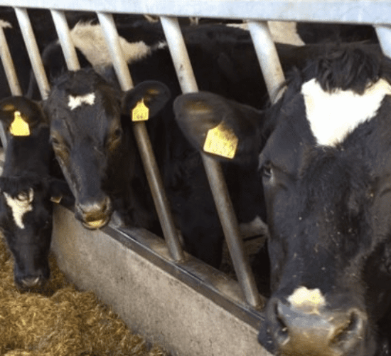 'Dairy farmers are eroding their profits for the pleasure of producing extra milk'