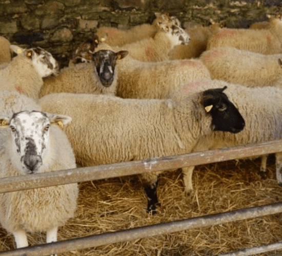How much concentrates should I feed with my silage? 
