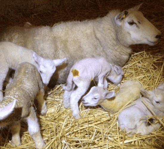 Yuletide ewe has hale and hearty quintuplet lambs in Mayo