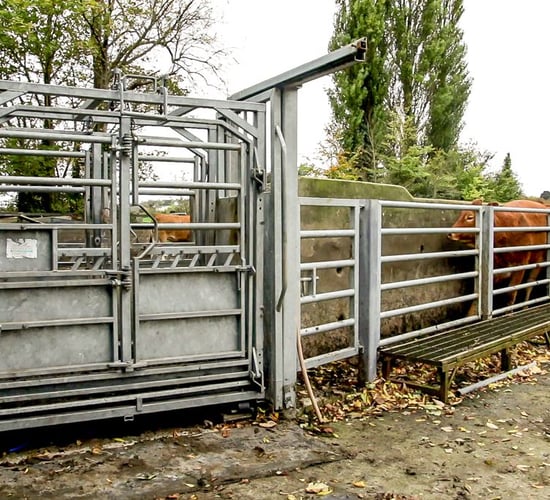 Which cattle breed recorded the highest average daily gain in 2018?