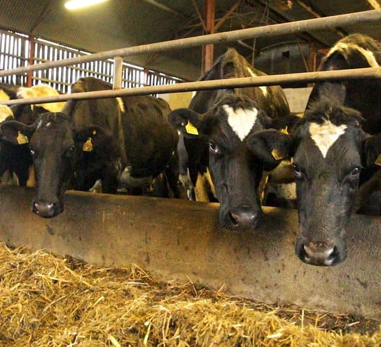 FARM SMART: Automation and technology top of the agenda on Co. Tipperary dairy farm