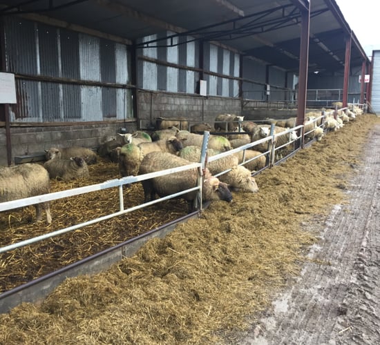 Sheep conference: The importance of good-quality silage