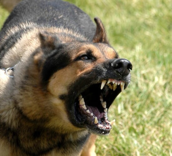 Calls for 'national database' of owners to tackle dog attacks