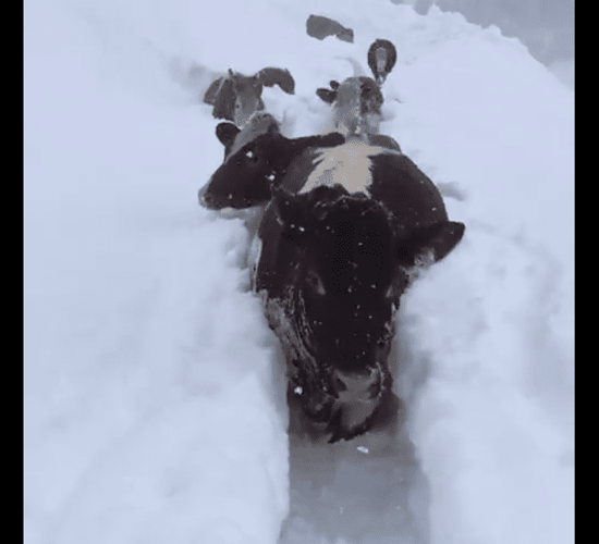 Video: Cows trek through trenches of snow for milking