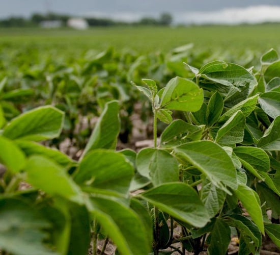 Grain growers disappointed in feeding of imported grains