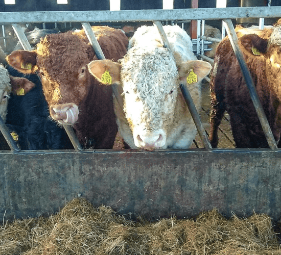 Beef trade: Backlog still in place when it comes to bull processing
