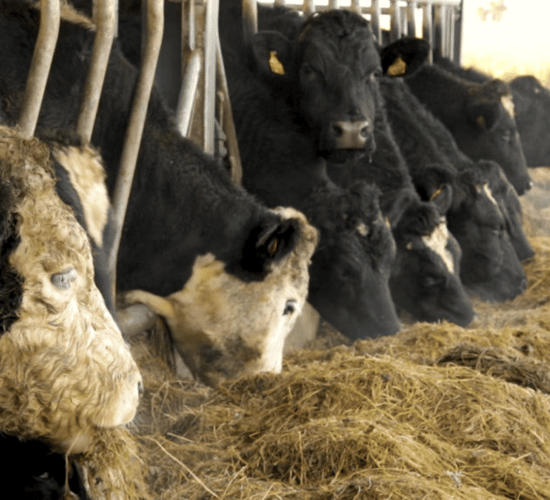 Business plan completed for NI's new bovine TB strategy
